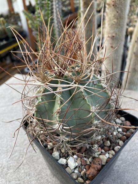 Astrophytum capricorne aureum